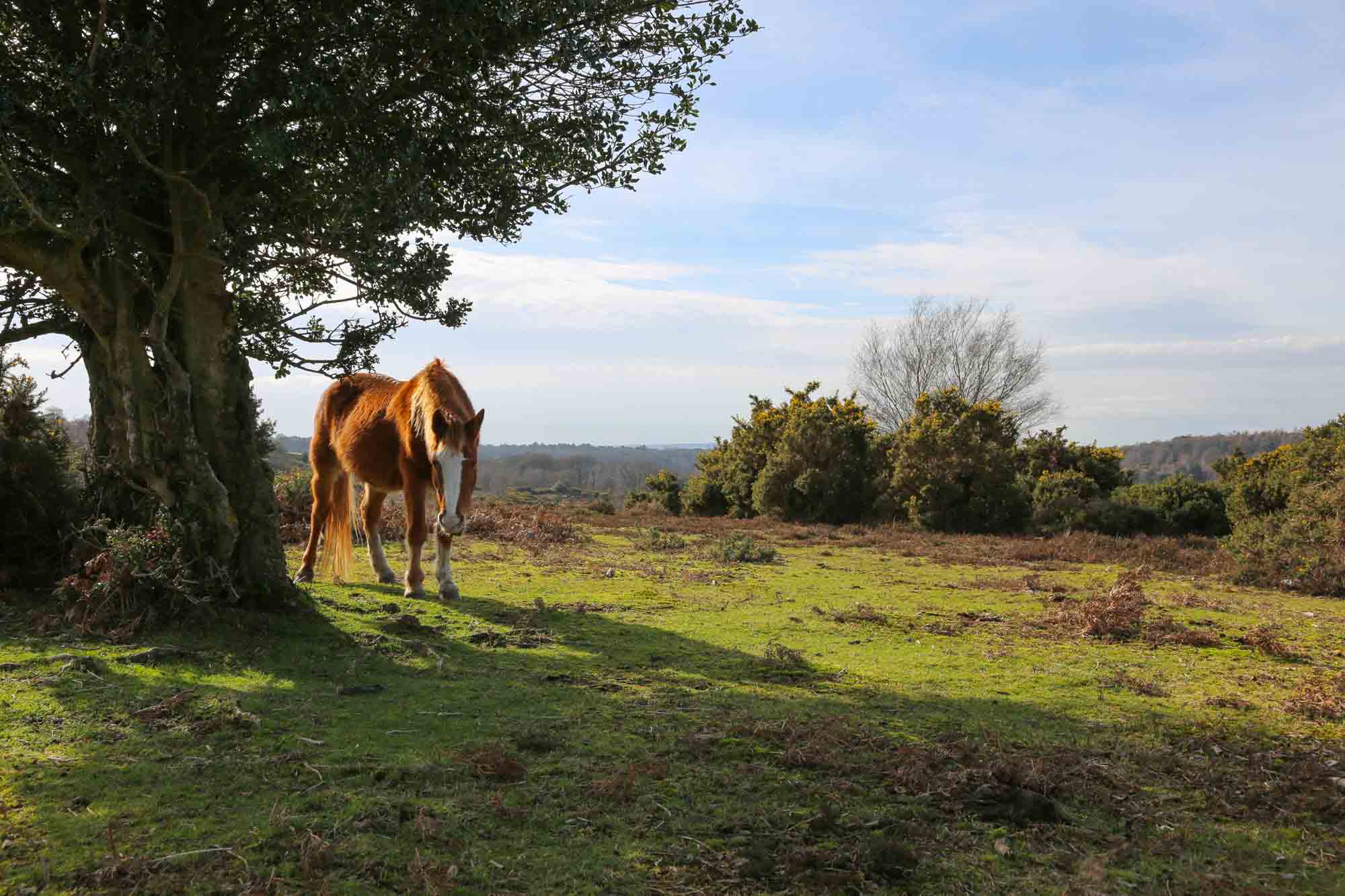 New forest view and pony