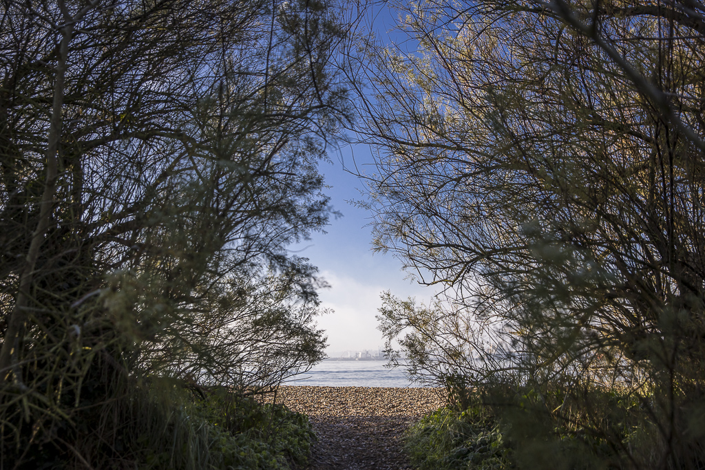 Tree view in Warsash