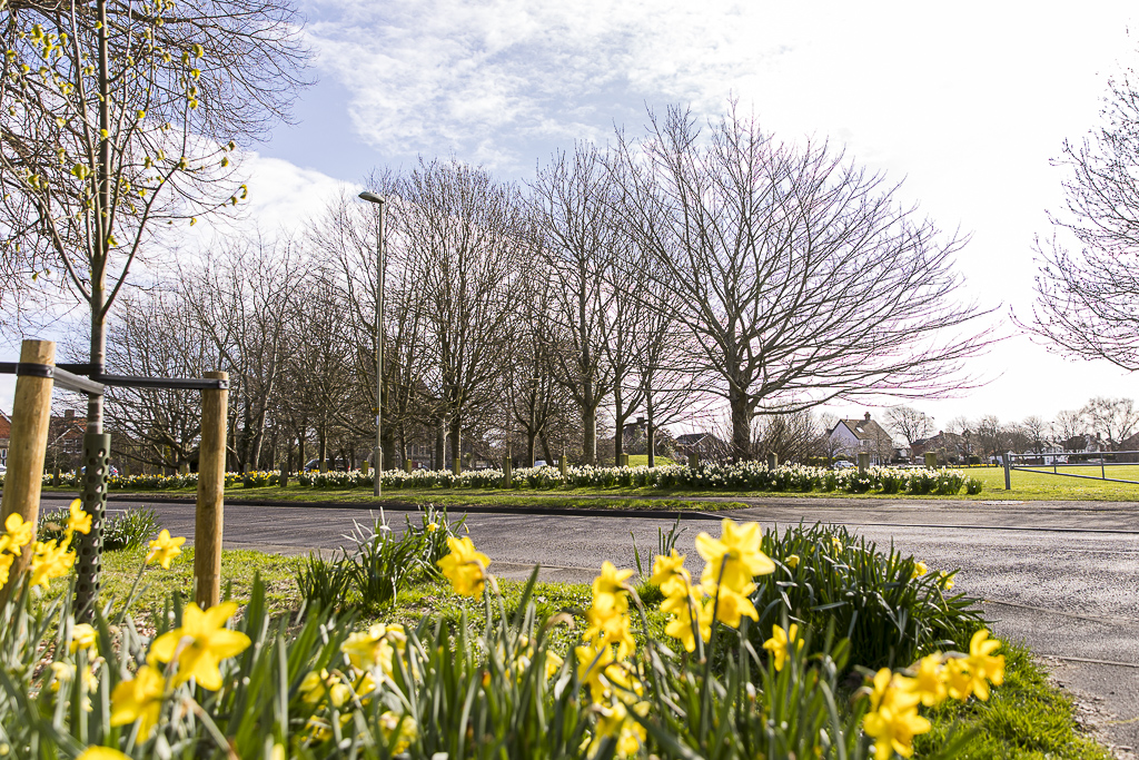 Flowers in Stubbington