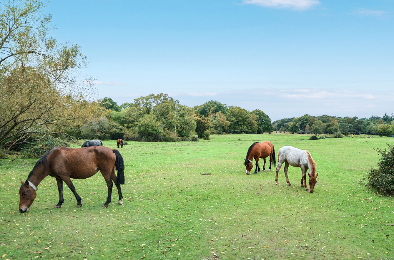 Horses