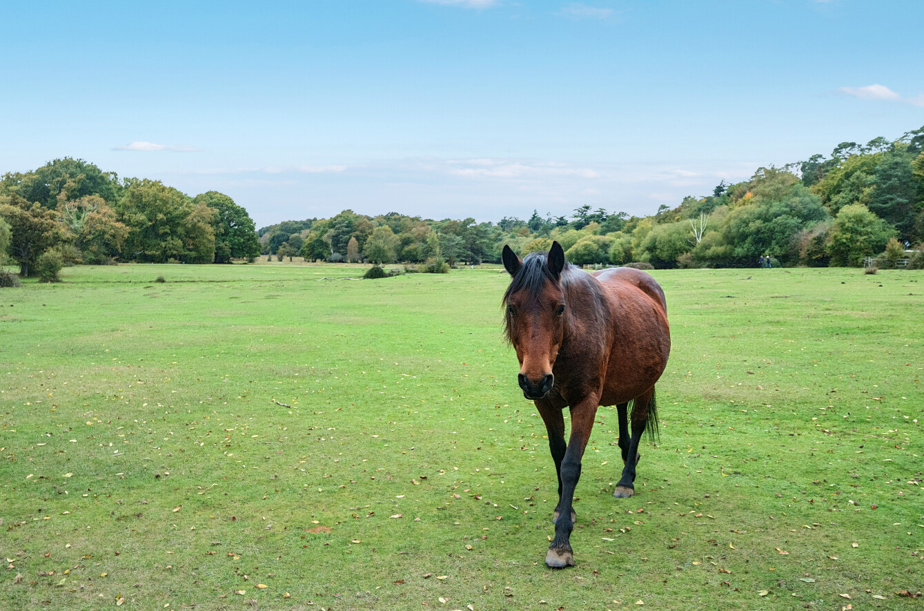 Horse