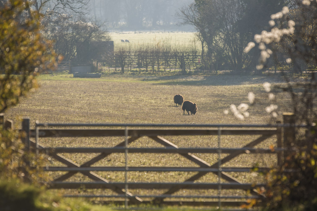 Fields in Whitchurch