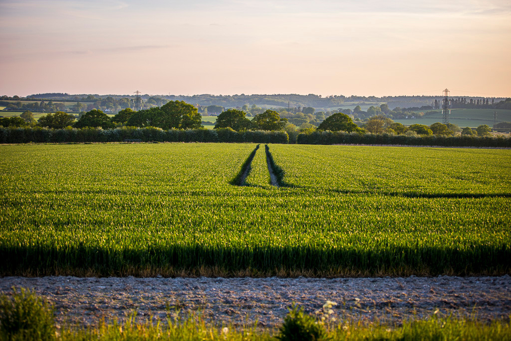 Fields near Alton